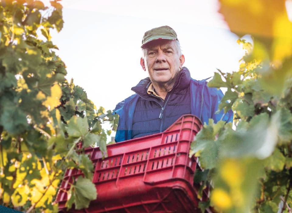Image of an elderly man standing in an orchard holding a red basket