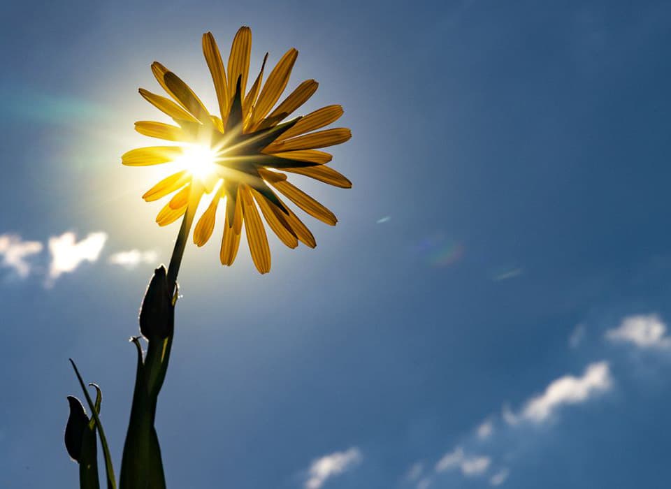 Close-up of a yellow flower backlit by the sun with a vibrant blue sky in the background.