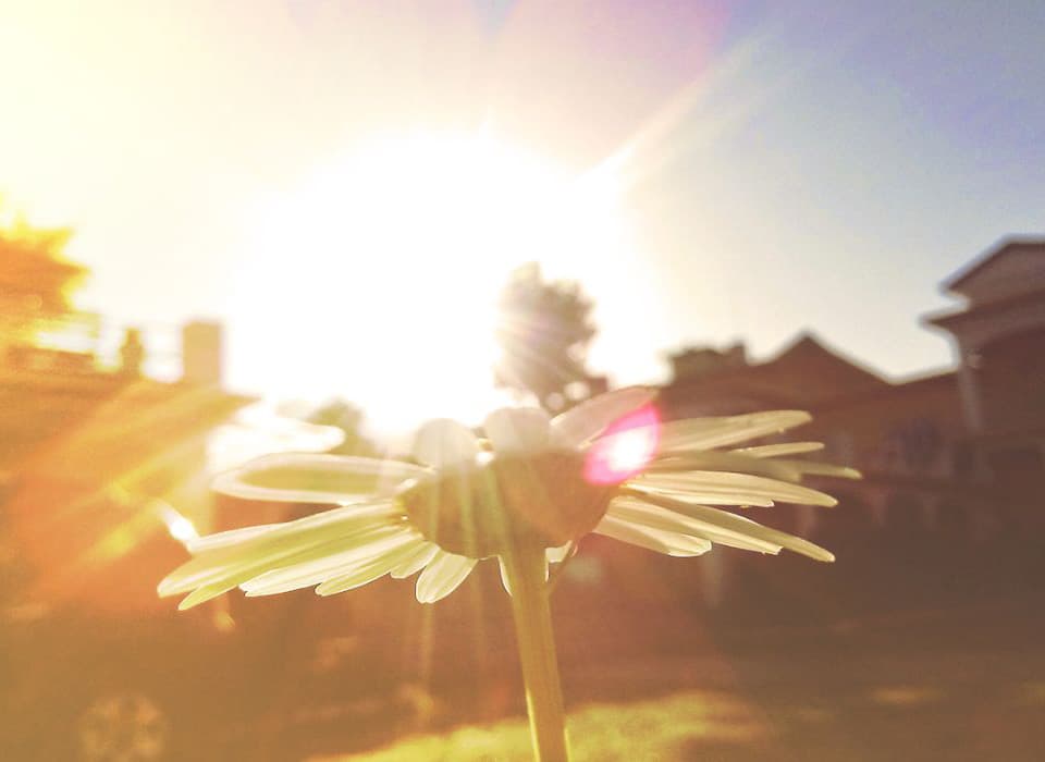 Close-up of a daisy glowing in the sunlight, with soft lens flare and a house in the background.